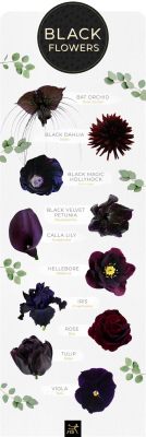 Are There Any Black Flowers? A Dive into the Mysterious and Enchanting World of Floral Pigmentation