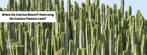 how long do cactus flowers last