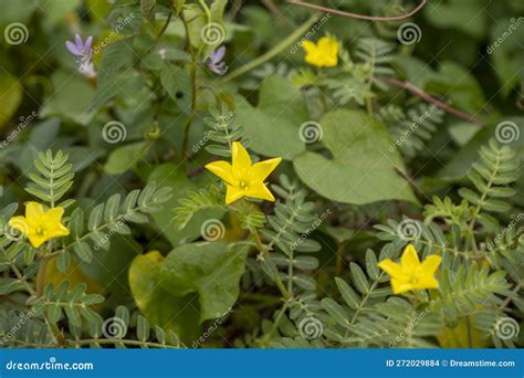 What are the Yellow Weed Flowers Called: A Delve into the World of Blooming Yellow