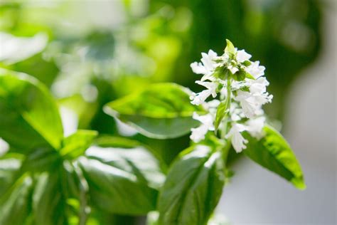 What Happens When Basil Flowers, and the Culinary Curiosities It Unravels